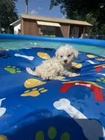 Bichon male 1, a male Bichon Frise for sale in Westville, FL – 5 of 10