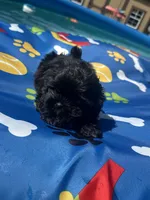 Shihtzu black male , a male Shih Tzu for sale in Westville, FL – 2 of 10