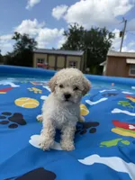 Shipoo female , a female Shihpoo for sale in Westville, FL – 10 of 10