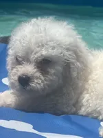 Bichon male 2, a male Bichon Frise for sale in Westville, FL – 6 of 10