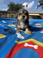 Shihpoo Merle, a male Shihpoo for sale in Westville, FL – 5 of 10