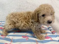 Shihpoo cream, a male Shih Tzu and Poodle - Miniature  for sale in Westville, FL – 6 of 10