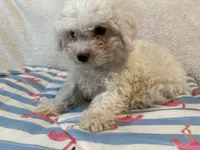 Bichon male blue, a male Bichon Frise for sale in Westville, FL – 7 of 10