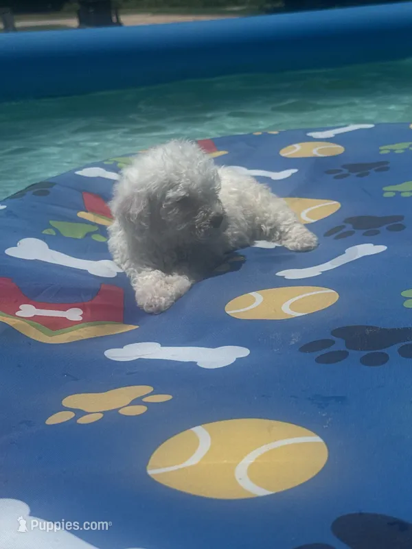 Bichon male 2 – Bichon Frise puppy on hold in Westville, FL