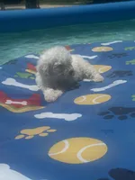 Bichon male 2, a male Bichon Frise for sale in Westville, FL – 1 of 10
