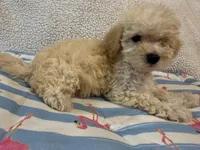Shipoo female , a female Shih Tzu and Poodle - Miniature  for sale in Westville, FL – 7 of 10