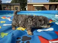 Shihpoo Merle, a male Shihpoo for sale in Westville, FL – 2 of 10