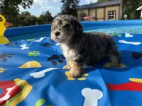 Shihpoo Merle, a male Shihpoo for sale in Westville, FL – 4 of 10