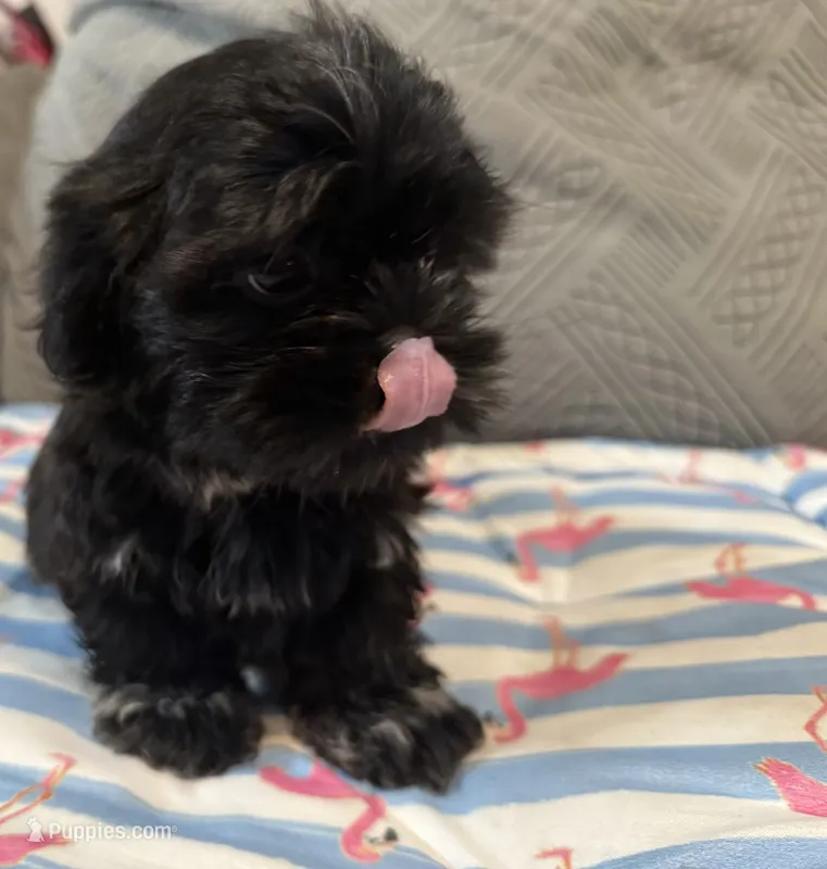 Shihtzu female – Shih Tzu puppy for sale in Westville, FL