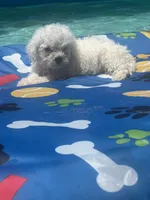 Bichon male 2, a male Bichon Frise for sale in Westville, FL – 10 of 10