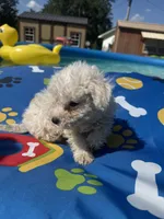 Bichon male 1, a male Bichon Frise for sale in Westville, FL – 9 of 10