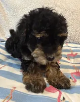 Shihpoo black and tan, a male Shih Tzu and Poodle - Miniature  for sale in Westville, FL – 3 of 10