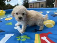 Shipoo female , a female Shihpoo for sale in Westville, FL – 7 of 10