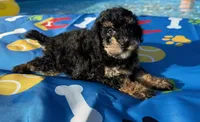 Shihpoo black and tan, a male Shihpoo for sale in Westville, FL – 3 of 10