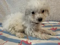 Bichon male red, a male Bichon Frise for sale in Westville, FL – 4 of 10