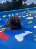Shihtzu chocolate, a male Shih Tzu for sale in Westville, FL – 5 of 6