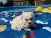 Bichon female, a female Bichon Frise for sale in Westville, FL – 6 of 7