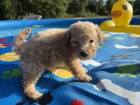 Shihpoo cream, a male Shihpoo for sale in Westville, FL – 6 of 10