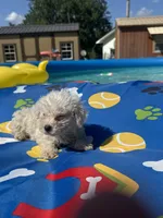 Bichon male 1, a male Bichon Frise for sale in Westville, FL – 10 of 10