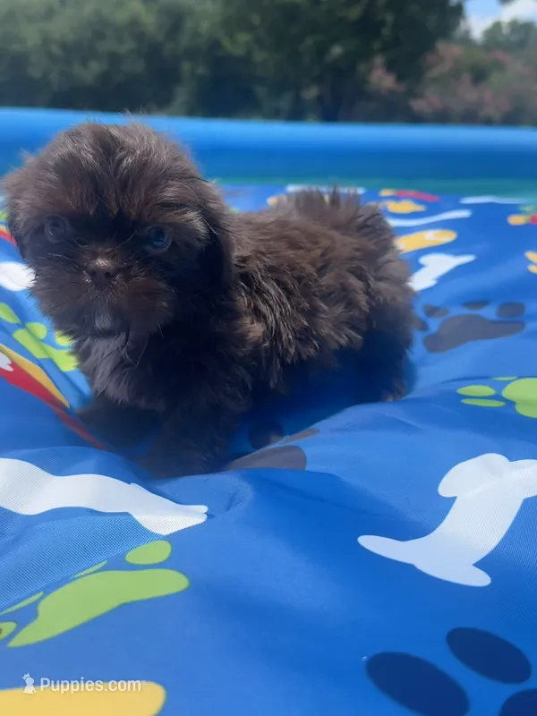 Shihtzu chocolate, a male Shih Tzu for sale in Westville, FL – 1 of 6