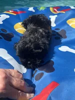 Shihtzu black male , a male Shih Tzu for sale in Westville, FL – 6 of 10