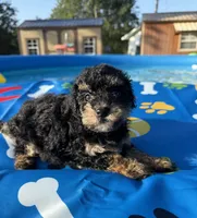 Shihpoo black and tan, a male Shihpoo for sale in Westville, FL – 5 of 10