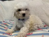 Bichon male blue, a male Bichon Frise for sale in Westville, FL – 1 of 10