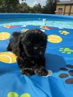 Shihtzu female, a female Shih Tzu for sale in Westville, FL – 1 of 8
