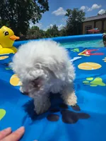 Bichon male 3, a male Bichon Frise for sale in Westville, FL – 2 of 6
