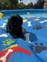 Shihtzu female, a female Shih Tzu for sale in Westville, FL – 5 of 8