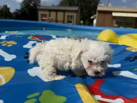 Bichon female, a female Bichon Frise for sale in Westville, FL – 5 of 7