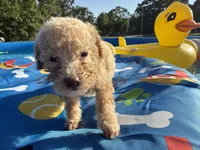 Shihpoo cream, a male Shihpoo for sale in Westville, FL – 3 of 10