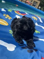 Shihtzu black male , a male Shih Tzu for sale in Westville, FL – 3 of 10