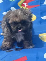 Shihtzu male, a male Shih Tzu for sale in Westville, FL – 8 of 8
