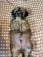 Gray, a male Bichon Frise and Shih Tzu for sale in Westville, FL – Photo 4 of 7