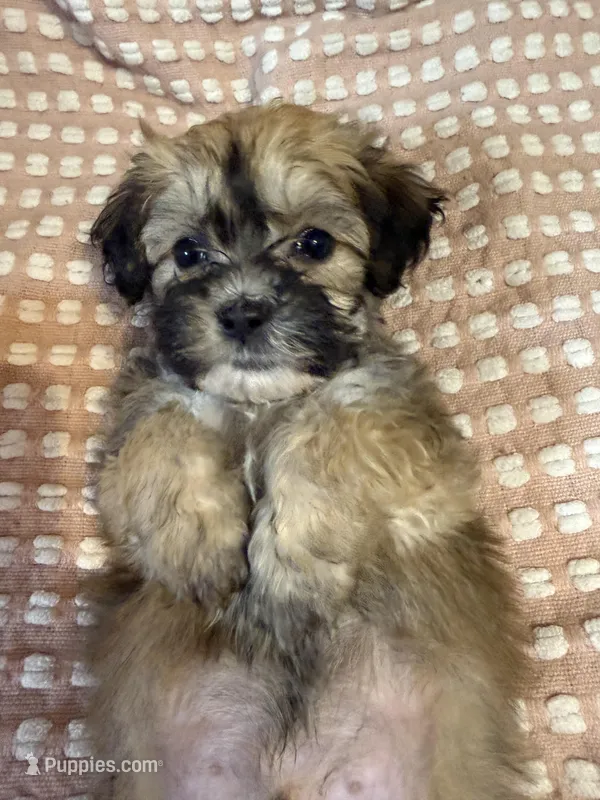 Gray – Bichon Frise, Shih Tzu puppy for sale in Westville, FL