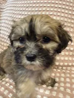 Gray, a male Bichon Frise and Shih Tzu for sale in Westville, FL – Photo 6 of 7