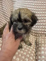 Gray, a male Bichon Frise and Shih Tzu for sale in Westville, FL – Photo 5 of 7