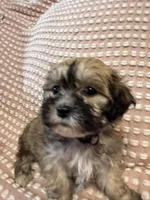 Gray, a male Bichon Frise and Shih Tzu for sale in Westville, FL – Photo 3 of 7