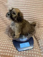 Gray, a male Bichon Frise and Shih Tzu for sale in Westville, FL – Photo 2 of 7