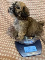 Gray, a male Bichon Frise and Shih Tzu for sale in Westville, FL – Photo 7 of 7