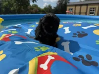 Shihtzu female, a female Shih Tzu for sale in Westville, FL – 8 of 8