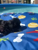 Shihtzu black male , a male Shih Tzu for sale in Westville, FL – 4 of 10