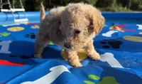 Shihpoo cream, a male Shihpoo for sale in Westville, FL – 4 of 10