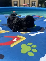 Shihtzu black male , a male Shih Tzu for sale in Westville, FL – 10 of 10