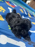 Shihtzu black male , a male Shih Tzu for sale in Westville, FL – 9 of 10