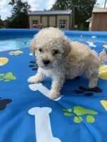 Shipoo female , a female Shihpoo for sale in Westville, FL – 2 of 10