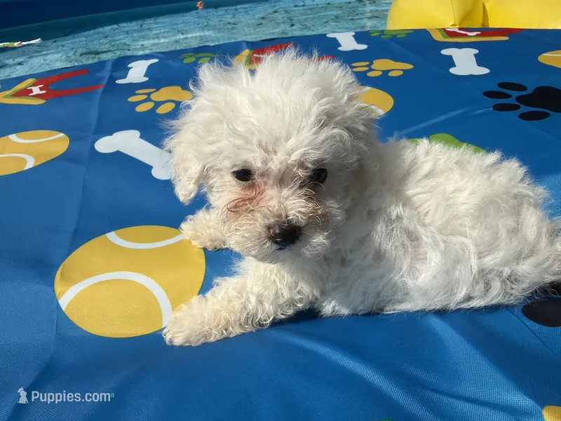Bichon female – Bichon Frise puppy for sale in Westville, FL