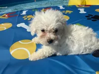 Bichon female, a female Bichon Frise for sale in Westville, FL – 1 of 7