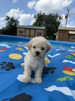 Shipoo female , a female Shihpoo for sale in Westville, FL – 5 of 10